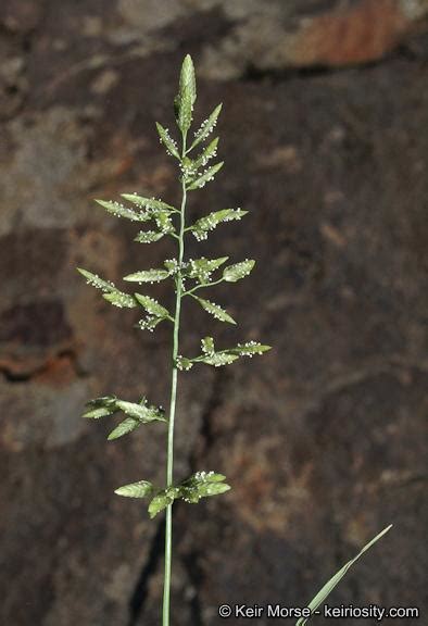 https://gobotany.newenglandwild.org/species/eragrostis/cilianensis/