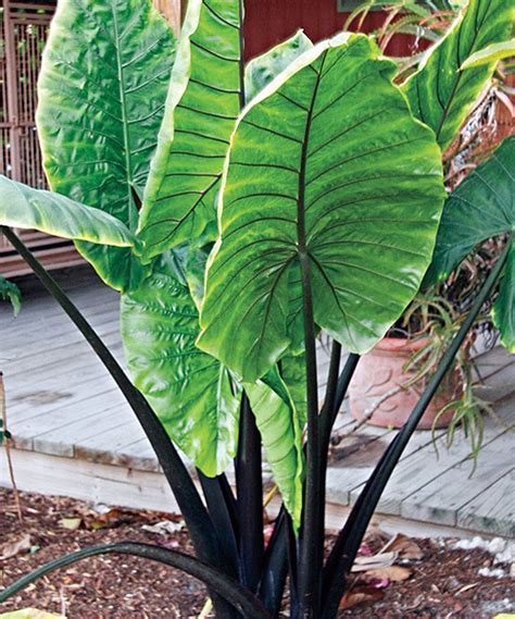 Striking foliage with large, deep green upright leaves provides alocasia odora has big upright leaves that can be more than 3 ft (1 m) long. Another great find on #zulily! Live Upright Elephant Ear ...