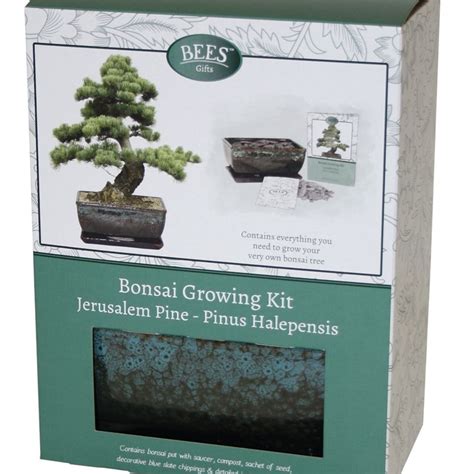 Buy T Set Bonsai Pine Seed Growing Kit
