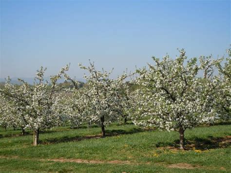 Apple Blossom Tree