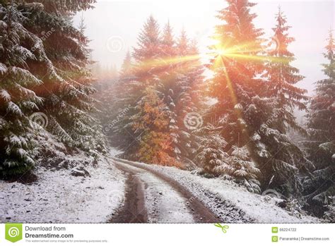 First Snow In The Autumn Stock Photo Image Of Green 66224722
