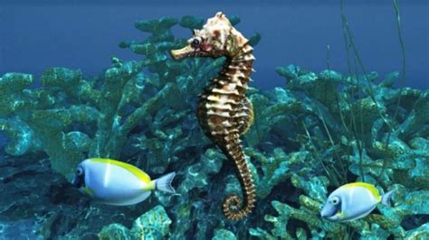 Caballito De Mar Características Especies Habitat Y Alimentación