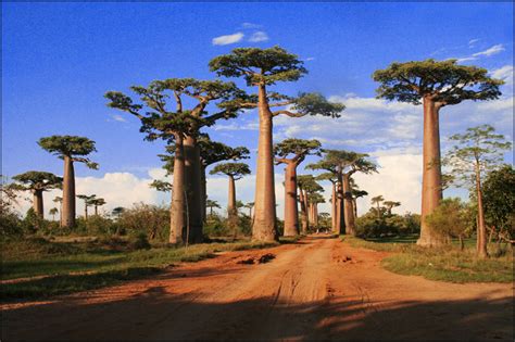 Tsingy Et Baobabs Allée Des Baobabs