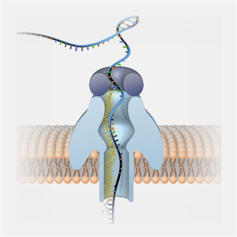 Nanopore Dna Sequencing