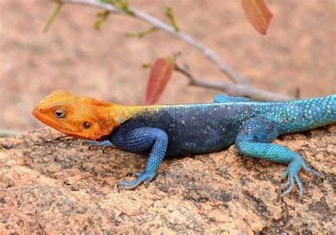 A Brightly Coloured Agama Lizard Turns Up The Colour To Flickr