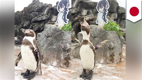 Penguin Anime Girl In Zoo