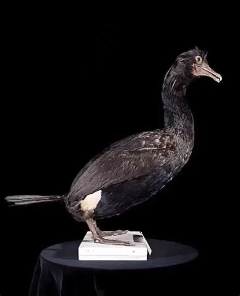 The Spectacled Cormorant Was The Largest Of Its Kind Expirated From