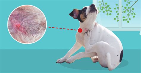 It could be just a bald patch, or the bald patch could also resemble a lesion, with i have switched food, changed the type of litter and i had been taking her to the vet on a regular basis for a steroid shot and antibiotics. Healing Herbs For Your Dog's Hot Spots
