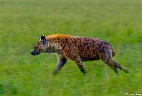 Hyenas Steve Shames Photo Gallery