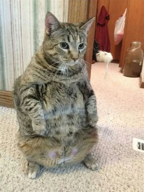 28 Cats Standing On Their Hind Legs