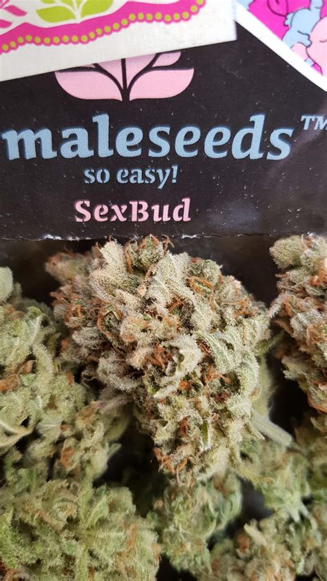 Female Seeds Sexbud Grow Diary Journal Harvest16 By Growdiaries