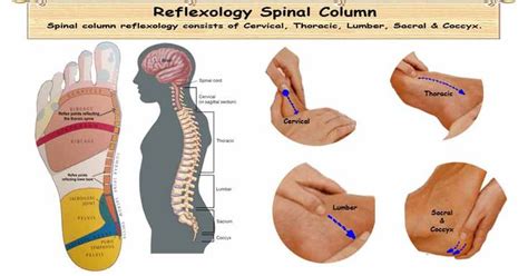 Reflexology Therapy For The Vertebral Column Strengthens The Entire Spine The Cervical