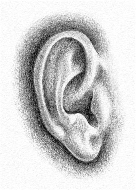 How To Draw An Ear Step 3 Pencil Portrait Drawing Realistic