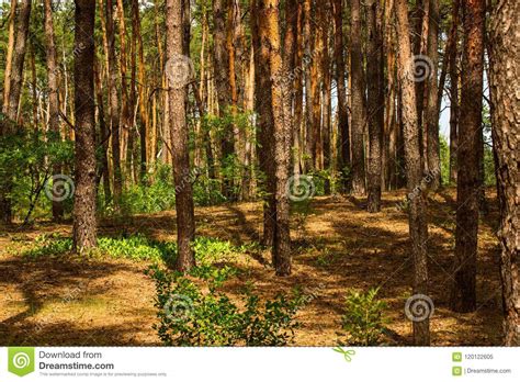 Bright Green Plants Adorn The Summer Pine Forest Stock Image Image Of