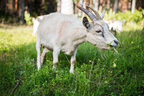 50 Amazing Goat Photos · Pexels · Free Stock Photos