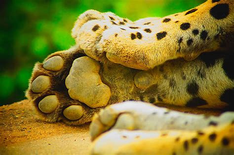 Royalty Free Cheetah Paw Pictures Images And Stock Photos Istock