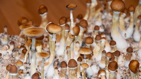 Lets Grow Magic Mushrooms Learn Telegraph