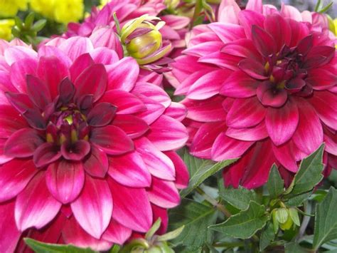 Unduh 78 Koleksi Gambar Flora Atau Bunga Terbaik Gratis Hd Pixabay Pro