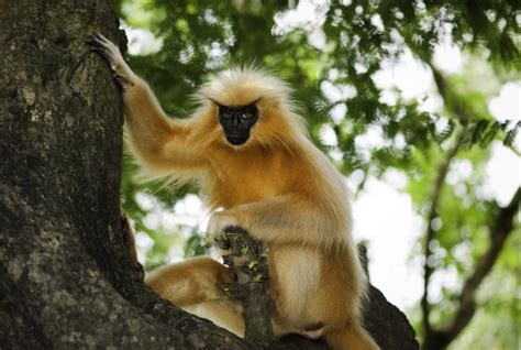 25 Remarkable Types Of Monkeys Names Photos And More