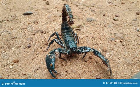 Scorpion Attack At Man Stock Photo Image Of Nature 141661436