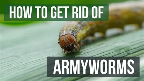 How To Get Rid Of Armyworms 4 Easy Steps Youtube Armyworms Easy
