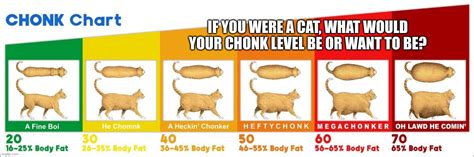 Cat Chonk Chart Imgflip