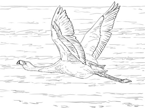 Select from 35970 printable coloring pages of cartoons, animals, nature, bible and many more. Andean Flamingo coloring page | Free Printable Coloring Pages