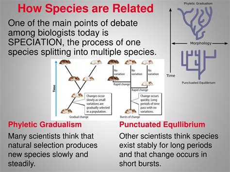 Ppt Biological Evidence Of Evolution Powerpoint Presentation Free