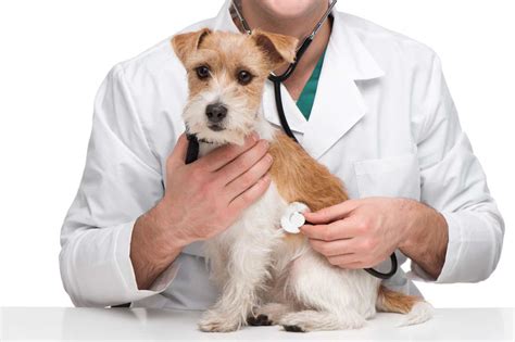 estetica canina petcare veterinario  domicilio cdmx