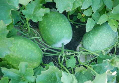 Como Cultivar Calabaza China Trucos De Jardineria