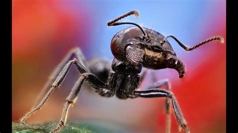 Karınca Yuvasına Alüminyum Dökülürse Ne Olur ? - YouTube