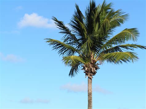 Single Palm Tree Free Stock Photo Public Domain Pictures