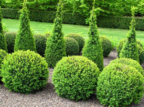 Types Of Evergreen Bushes