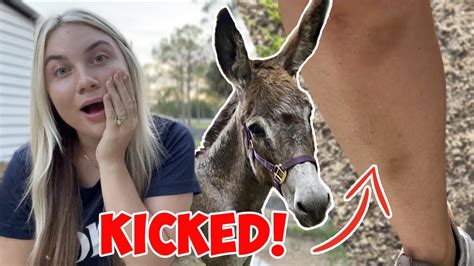 My Donkey Kicked Me Youtube