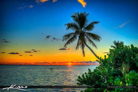Coconut Tree Over Indian River Lagoon Jensen Beach Sunrise Hdr