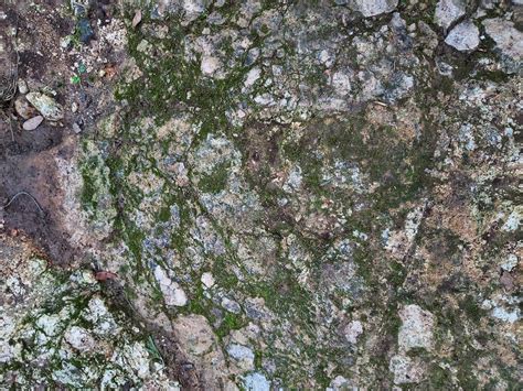 Rock Textures With Green Moss Free Stock Photo Public Domain Pictures