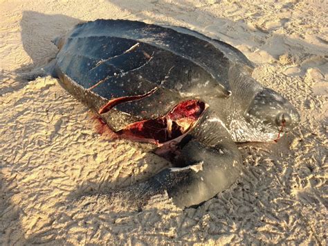Keeping Track of Summer's Sea Turtles | Field Notes from ...