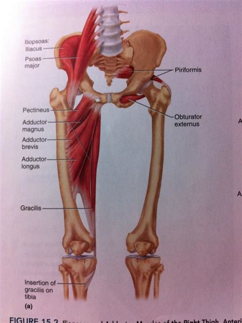 This arrangement gives the hip anatomy a large amount of motion needed for daily activities. 5. Muscles of the Hip and Thigh at Temple University - StudyBlue