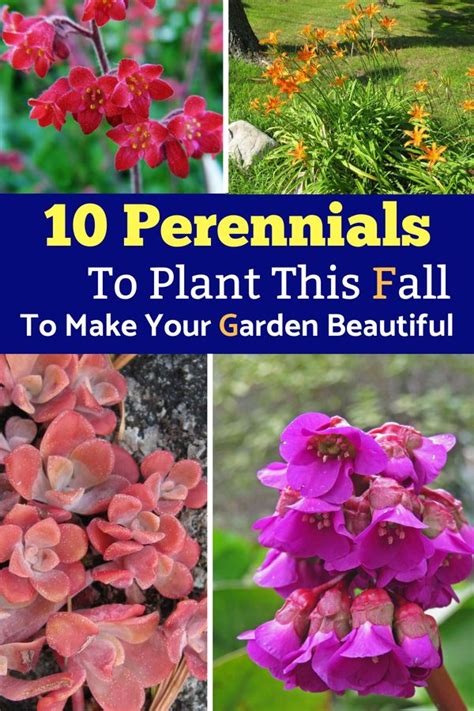 10 Perennials To Plant This Fall To Make Your Garden Beautiful Best Perennials Perennials