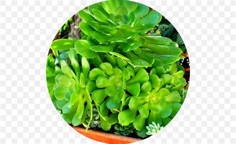 Hardy Succulents Tough Plants For Every Climate Succulent Plant Encinitas Leaf Wedding Png