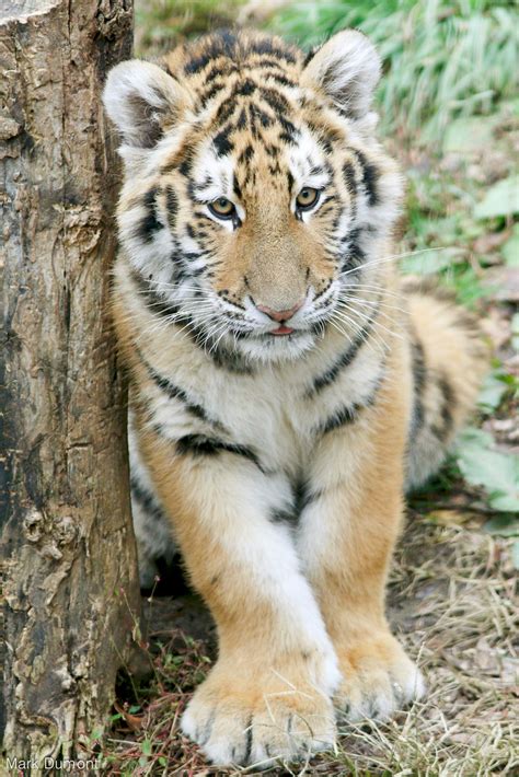 Columbus Zoo Tiger Cub Mark Dumont Flickr