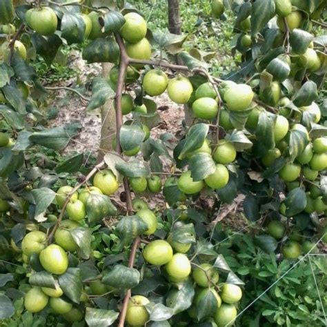 Thai Apple Ber Plant फलों के पौधे फल का पौधा फ्रूट प्लांट फ्रूट प्लांट्स Papri Bio Plantec