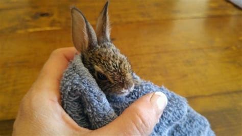 Should i move a nest of baby rabbits? How to Care for Orphaned Bunnies and Cottontails ...