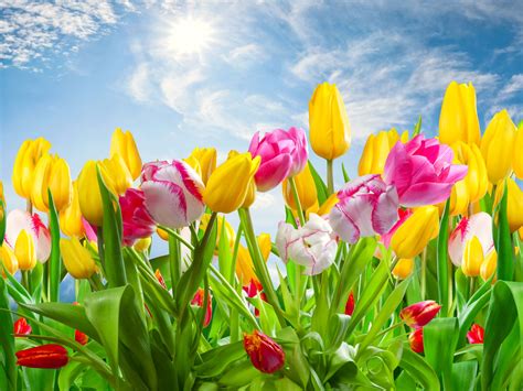 Colorful Tulips 4k Ultra Hd Wallpaper And Background Image 4000x3000