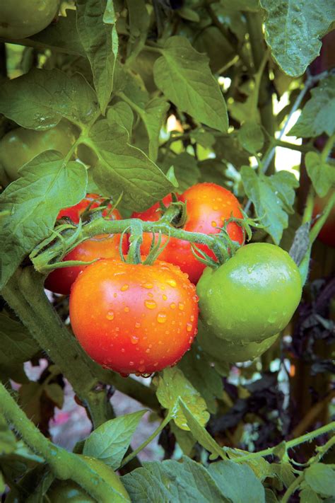 Growing Tomatoes | Growing tomatoes in containers, Growing tomatoes, Tips for growing tomatoes