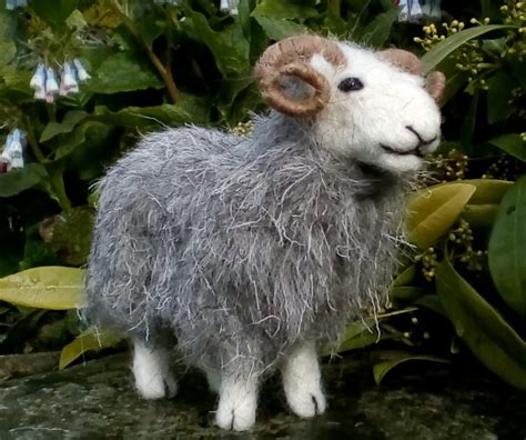 Rare Breeds Sheep Wulydermy