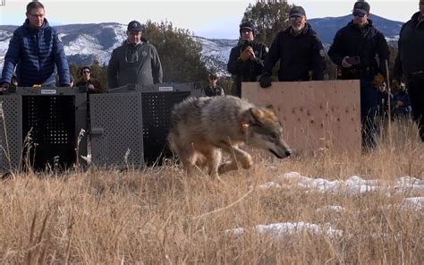 Wild Wolves Return To Colorado Sierra Club