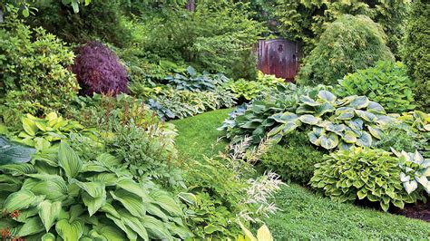 With just a little bit of work it can be easily done, however, and take only a short. How to Care for Hostas: A Complete Hosta Plant Guide ...