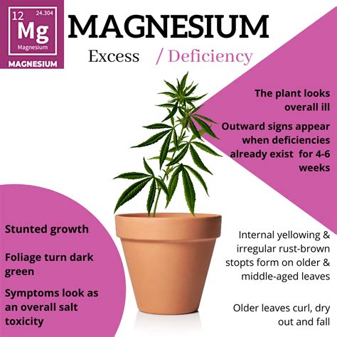 Magnesium Deficiency In Cannabis Plants How To Spot Weed Plant