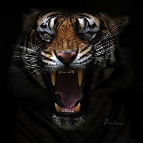 Os Tigres Em 20 Imagens Absurdamente Fantásticas